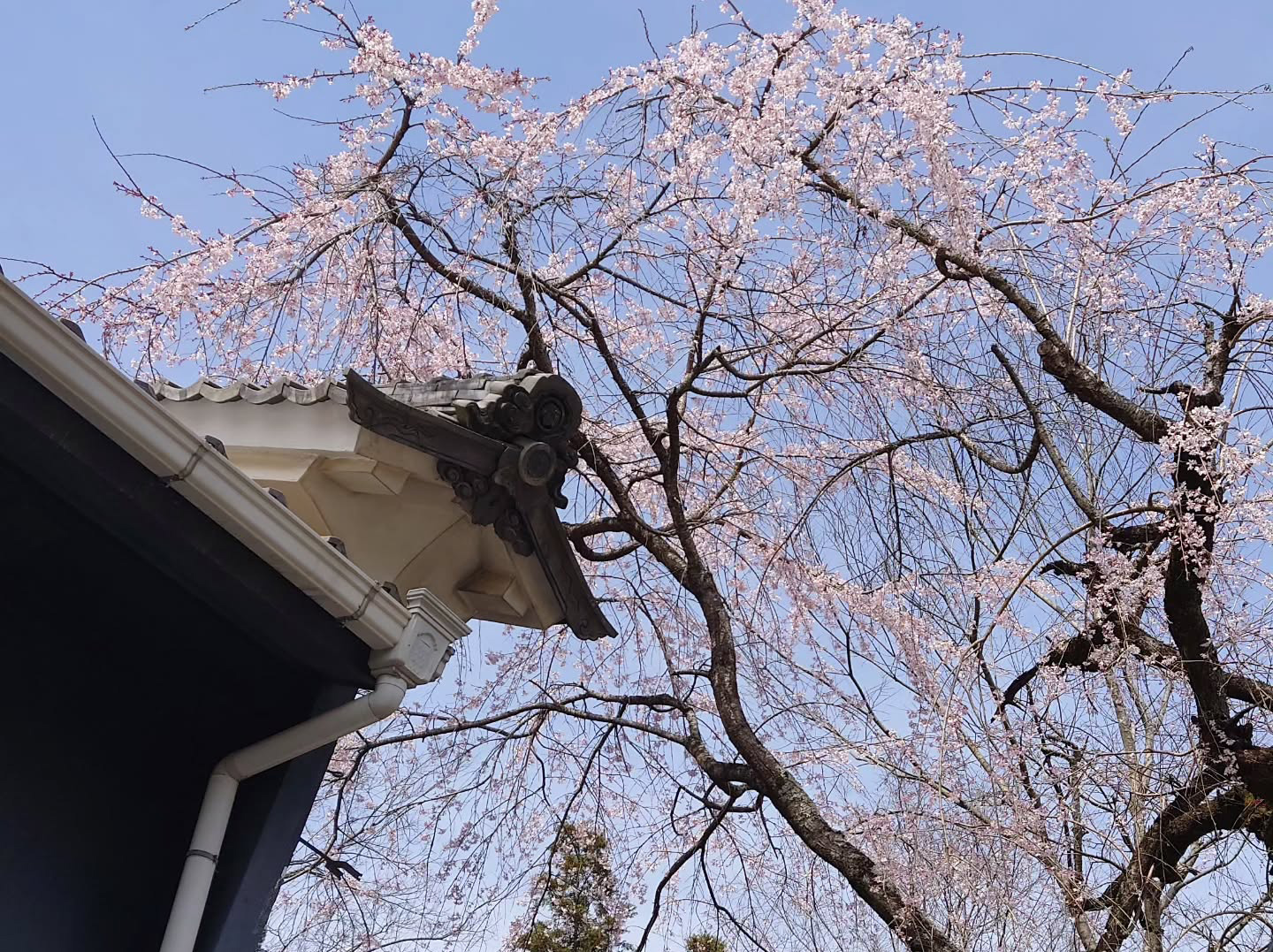 平和錦